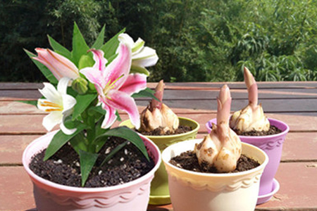 百合花什么季节地栽，秋天种能开花吗？