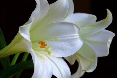 百合花有多少种颜色，各类颜色的花语是啥？