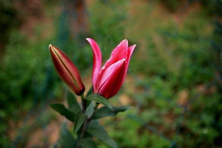 百合花有多少种颜色，各类颜色的花语是啥？