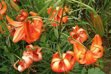 百合花有多少种颜色，各类颜色的花语是啥？