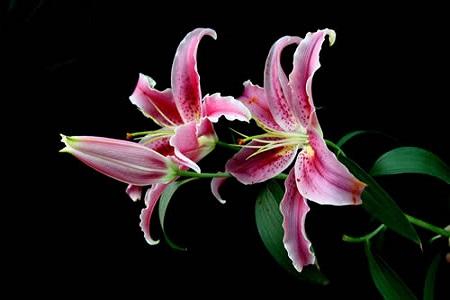 百合花有多少种颜色，各类颜色的花语是啥？