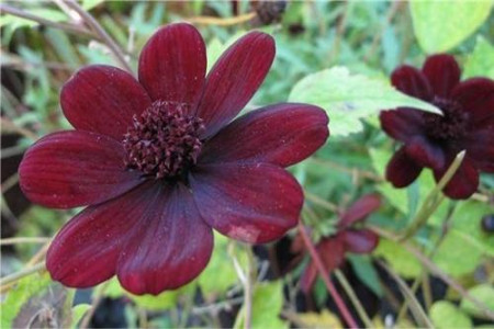 世界上最高贵神秘的花是啥？