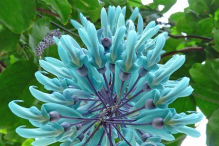 世界上最高贵神秘的花是啥？