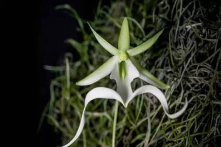 世界上最高贵神秘的花是啥？