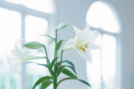 百合花怎么种植长得好：需要晒太阳吗，1年开几次？