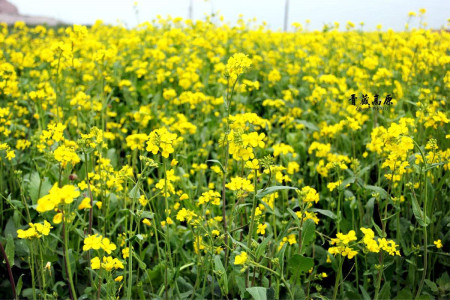 春天开的花有哪些，赏花季就看这10种！
