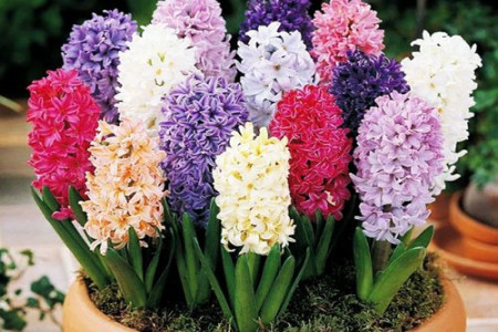 春天开的花有哪些，赏花季就看这10种！