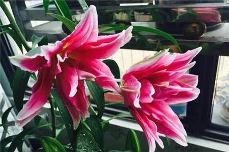 百合花怎么种植长得好：需要晒太阳吗，1年开几次？