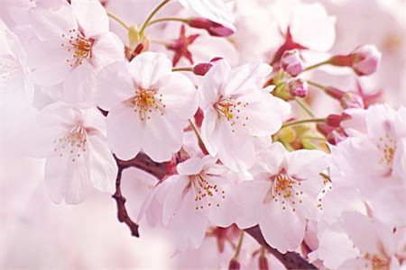 春天开的花有哪些，赏花季就看这10种！