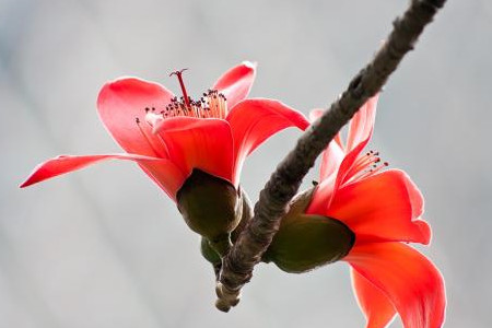 春天开的花有哪些，赏花季就看这10种！