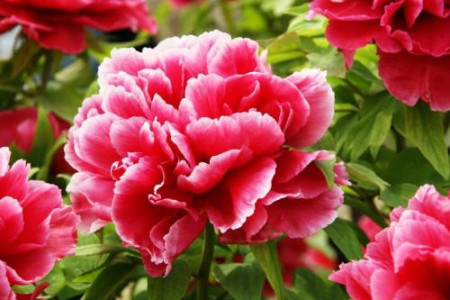 春天开的花有哪些，赏花季就看这10种！