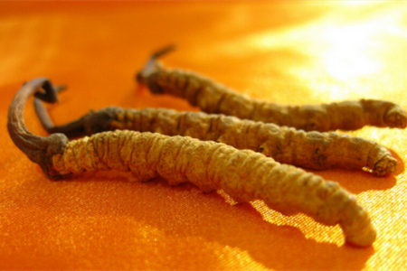 虫草是怎么形成的，多少钱一根？