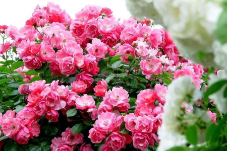 春天开的花有哪些，赏花季就看这10种！