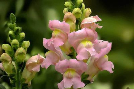 春天开的花有哪些，赏花季就看这10种！