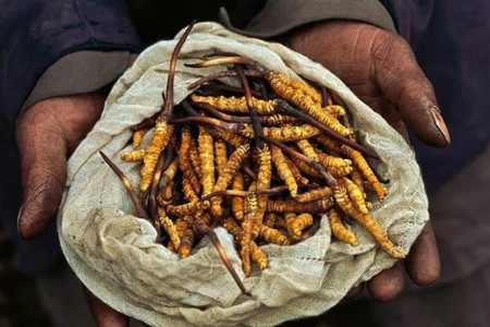 虫草是怎么形成的，多少钱一根？