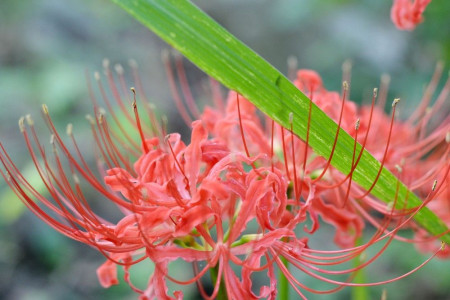 养彼岸花有什么禁忌吗,用血喂养会怎么?