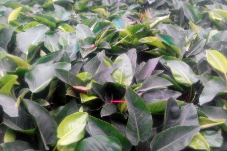 大叶金钻的养殖办法，叶子下垂解决办法？