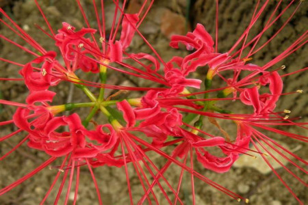 养彼岸花有什么禁忌吗,用血喂养会怎么?