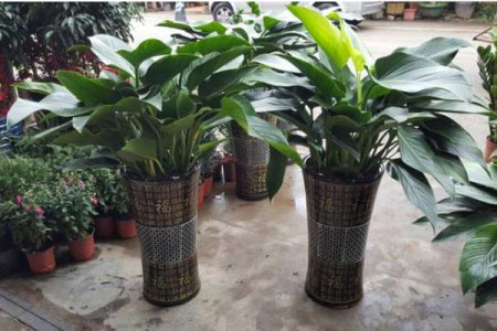 大叶金钻的养殖办法，叶子下垂解决办法？