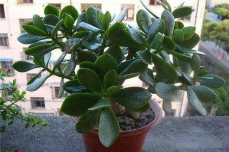 玉树怎么种植，放在家里吉祥吗？