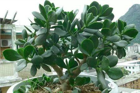 玉树怎么种植，放在家里吉祥吗？