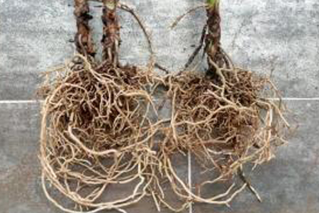 红掌的养殖办法和注意些什么大全:浇水、修剪、施肥和换盆