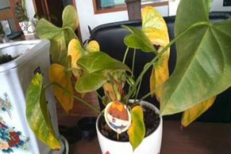 红掌换盆发黄解决办法，用什么土栽培？