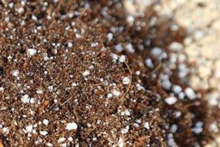 红掌换盆发黄解决办法，用什么土栽培？