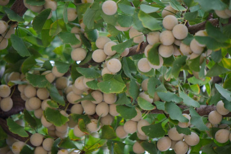 银杏果怎么吃,一天最多吃几颗?