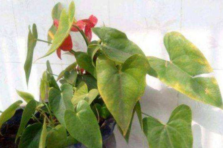 红掌换盆发黄解决办法，用什么土栽培？