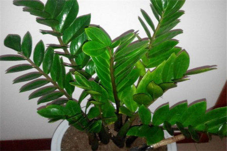 金钱树施什么肥好，太长怎么修剪？