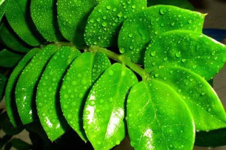 金钱树浇水需要浇透吗，多长浇一次水？