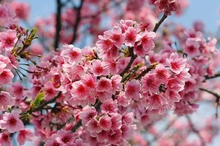 樱花的花语，有什么寓意和象征，花期是啥时候？