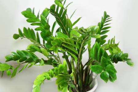 金钱树浇水需要浇透吗，多长浇一次水？