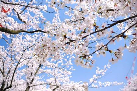樱花的花语，有什么寓意和象征，花期是啥时候？