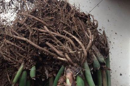 金钱树怎么换盆,换盆后怎么浇水?