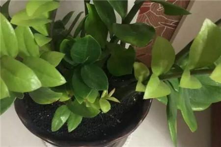 金钱树怎么换盆,换盆后怎么浇水?