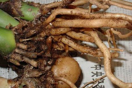 金钱树树干萎缩的原因，怎么分株？