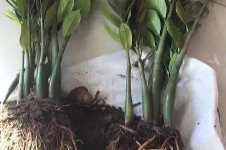 金钱树树干萎缩的原因，怎么分株？