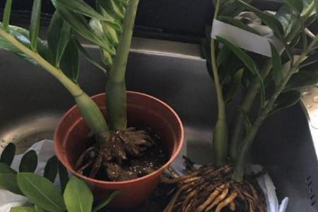 金钱树树干萎缩的原因，怎么分株？