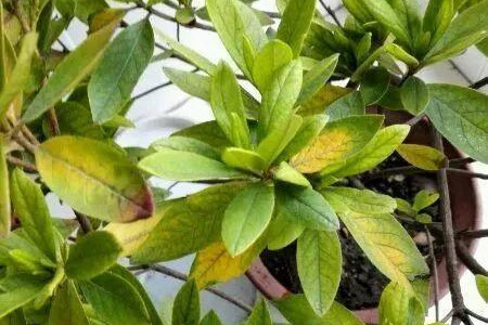 金钱树用什么土栽培，叶子黄了解决办法？