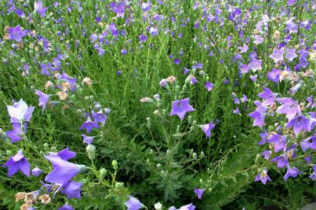 桔梗花的花语:不同颜色花语不同吗?