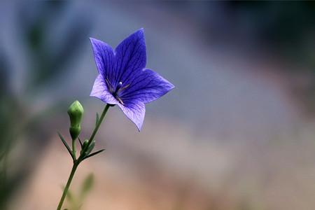 桔梗花的花语:不同颜色花语不同吗?