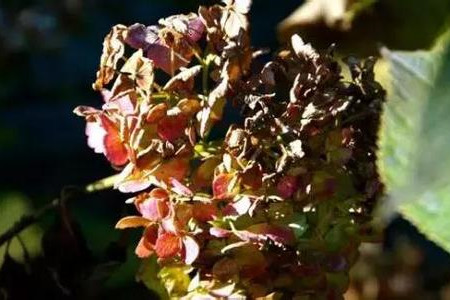 绣球花的修剪办法，放在室内有毒吗？