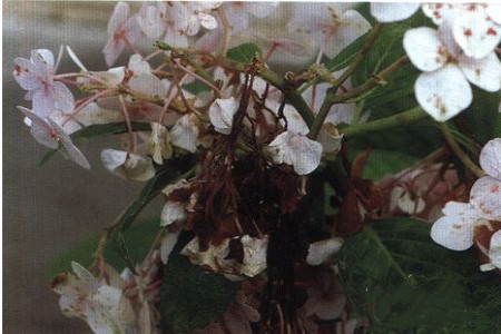 绣球花的修剪办法，放在室内有毒吗？