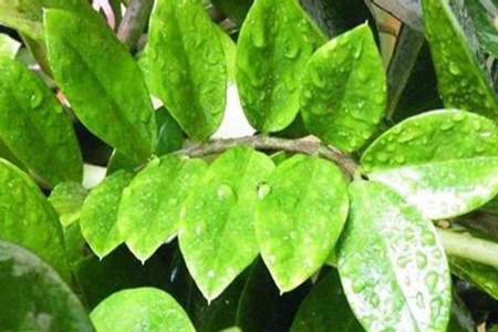 金钱树有毒吗,怎么爆盆?