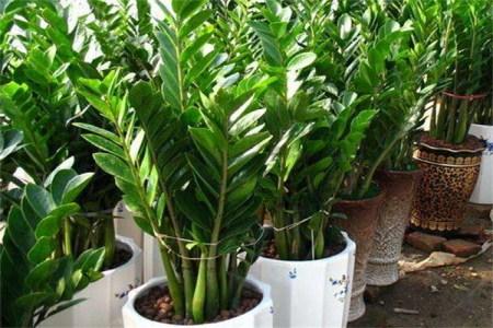 金钱树有毒吗,怎么爆盆?