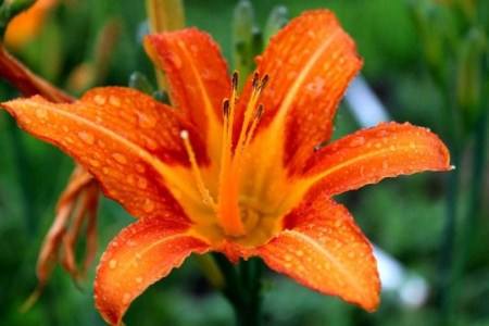 买来的百合花怎么种植，怎么延长花期？