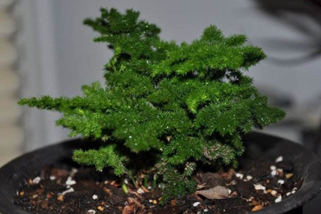 云竹怎么种植，叶子发黄什么问题？