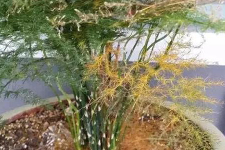 云竹怎么种植，叶子发黄什么问题？